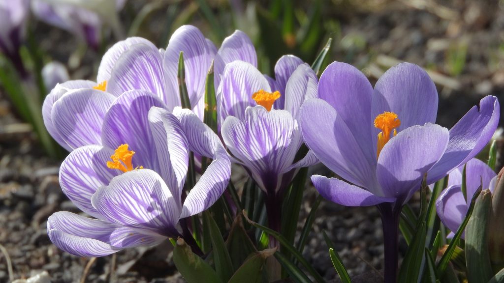 www.herbalvoice.lk-Natural-Saffron-4.jpg