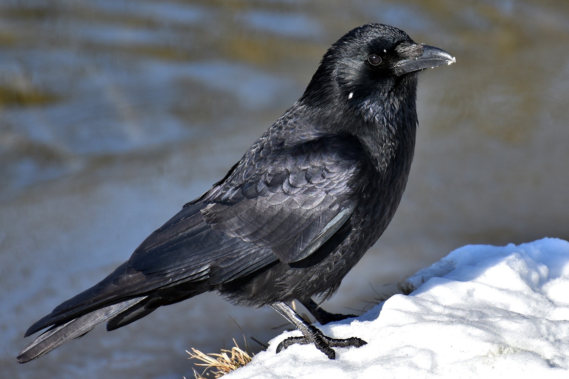 කපුටා-Black Crow- www.herbalvoice.lk