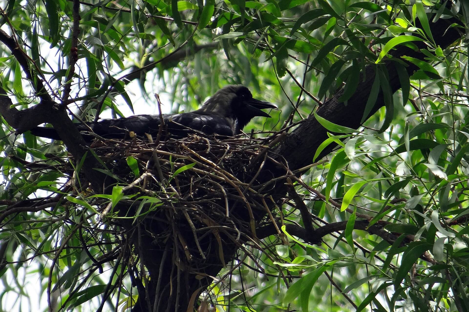 කපුටා-Crow-www.herbalvoice.lk